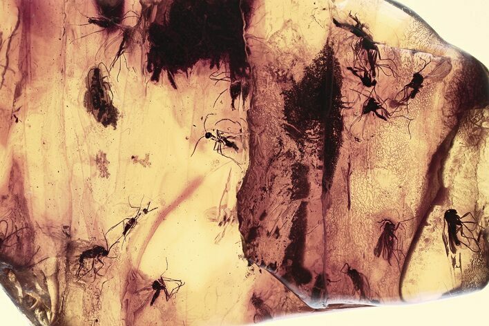 Detailed Fossil Spider and Fungus Gnat Swarm in Baltic Amber #343368